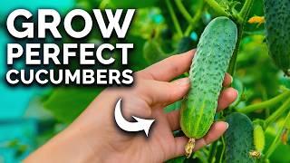 How To Grow Cucumbers (From Seed To Harvest) 