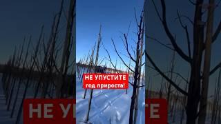 Никогда НЕ ОБРЕЗАЙТЕ ДЕРЕВЬЯ так!