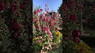 A Garden Tour in St. George, Utah (gardening in Southern Utah)