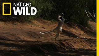 Leaping Lemurs | Animal Dance Battles