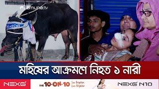 রাজধানীর মগবাজারে ক্ষ্যাপাটে মহিষের আক্রমণে নারী নিহত,আহত ১০ | Buffalo attack | Jamuna TV