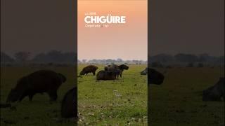 Chigüire, la serie | Capítulo 5/10  #capibara #fauna #wildlife #colombia #carpinchio #capybara