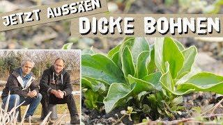 Jetzt Dicke Bohnen Aussäen - Ackerbohne, Saubohne