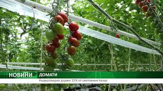 Нидерландия държи 15% от световния пазар на домати