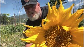 Edible flowers or deadly?