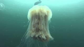 Lion's Mane Jellyfish