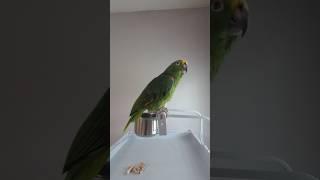 Freedom the Parrot on Wood Perch Atop Cage, Stares Out Window to Lake! Oviedo, Florida