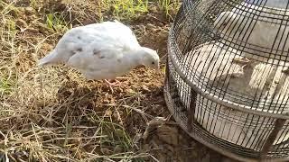 white teetar ki awaz teetar voice teetar sound teetar female voice titar ki boli