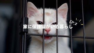 【保護猫がいる暮らし】家ノラ化阻止！子猫を育てている間に、先住猫は布団のヒモで遊んでいた年末年始のvlog