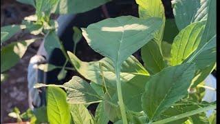 First Time Growing Amaranth