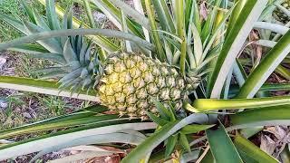 When To Pick The Pineapple