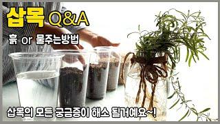 삽목영상에 가장 많이 올라온 질문들 궁금증 해결/삽목용 흙10종류 장점과 단점/ 물주기 관리방범등 삽목의 모든것을 담았어요