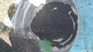 Guru Hindustan Groundnut Thresher working on Black Gram