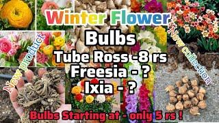 NEW Winter Flower Bulbs! Ranunculus, gladiolus,freesia, ixia, tulip , SAFFRON Rooftop Nursery.#bulbs