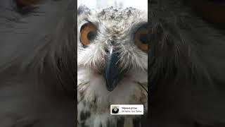 #berkut #birds #nature #wildlife #орёл #goldeneagle #falcon #hawk #harrishawk #ястреб #охотники