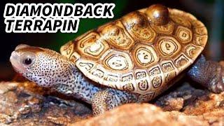 Diamondback Terrapin Facts: the BRACKISH TURTLE | Animal Fact Files