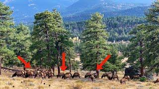 Wildlife Of Rocky Mountain National Park