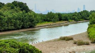 【HK】濕地公園半天遊 25/11/2024 Wetland Park #hongkong