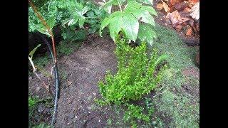 Common Myrtle for a dry garden