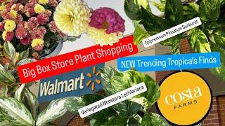 Big Box Store Plant Shopping Costa Farms Releases New Trending Tropicals Plants Finding Them Walmart