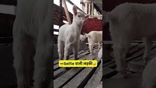 RPS DJ Ramesh comedy funny videos new 2024