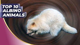 Top 10 Albino Animals You Have Never Seen | World Animals Hub