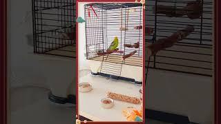 Pilipili 440th day, "Caipira, you're so fat!", Funny happy cute budgie, playful parakeet birb#shorts