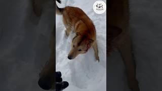 Охота с лайками на кабана, добор подранка. #охота #отдых #природа #охотник