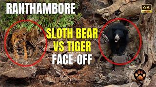 Tiger and Sloth Bear Face Off in Ranthambore Zone 10 | Exclusive Close Encounter with Tiger