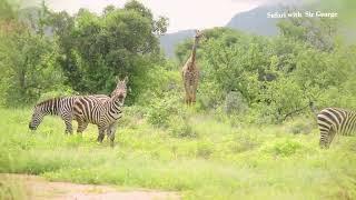 GAME DRIVE ,Tsavo West National Park, Kenya's largest national park!