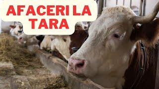 5 idei de afaceri la tara