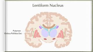 Neuroanatomy with Chimmalgi