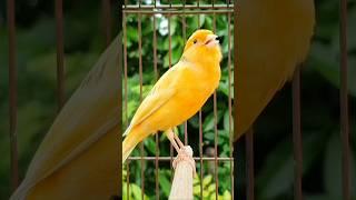 beautiful animal | canary singing | birds #animals #birds #bird