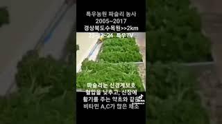 파슬리는 약초와 같은 에너지가 있는 약선채소! #특우TV