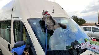 Euronauts | Channel Trailer - Fulltime #vanlifers In Our #vanconversion With Two Cats And a Dog