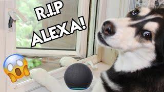 My Husky THROWS Alexa Out The Window!