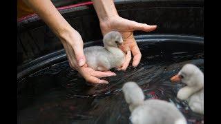 Baby flamingo chicks learn to swim