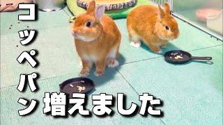 うさぎが増えました。【ネザーランドドワーフのコッペ】