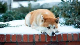 The story of Hachiko - loyalty and faithfulness that became a legend / Animal World