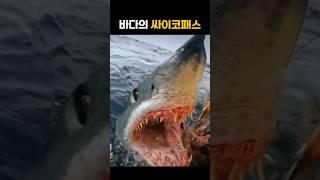 청상아리가 바다의 싸이코패스로 불리는 이유