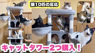 猫10匹にキャットタワーを2種類プレゼントしました！！【多頭飼いにオススメ！】【キャットタワー紹介】