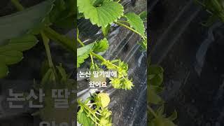 논산 딸기밭에 왔어요/#설향/엄청 달아요/견학/선재작은농장tv