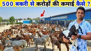 500 बकरी से करोड़ों कमाने की सच्चाई | Goat farming business model