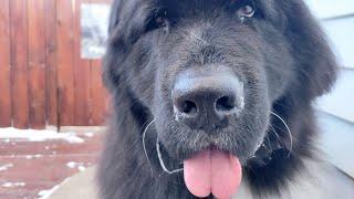 A giant dog with a giant heart | Newfoundland Dog