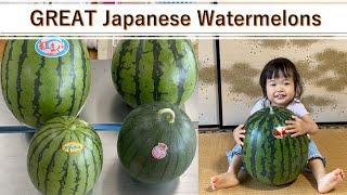 Food Review | All About the Attractiveness of Japanese Watermelons