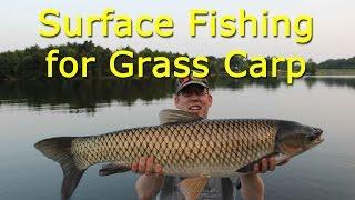 Surface fishing for grass carp