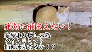 約2年費やし捕獲器に入らない外猫を保護しました