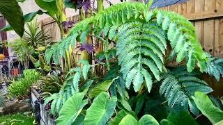 Quick autumn garden tour of our tropical garden South wales uk