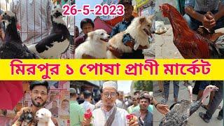 Mirpur 1 Pakhir hat | Persian cat price in Bangladesh | Animal market in Bangladesh | kobutor hat