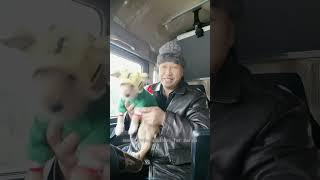 The man has been adopting puppies along the way and made a small house for them on the truck.#dog